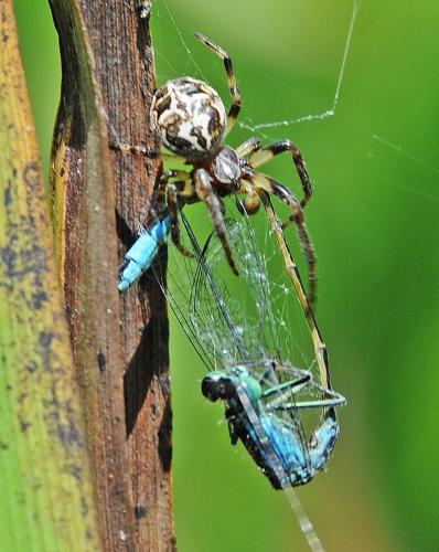 Larinioides cornutus